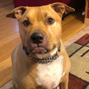 Meet your Posher, Justin